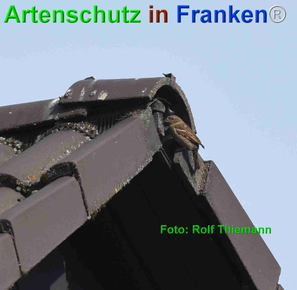 Copyright AiF Rolf Thiemann Bild zum Eintrag (75272-160)