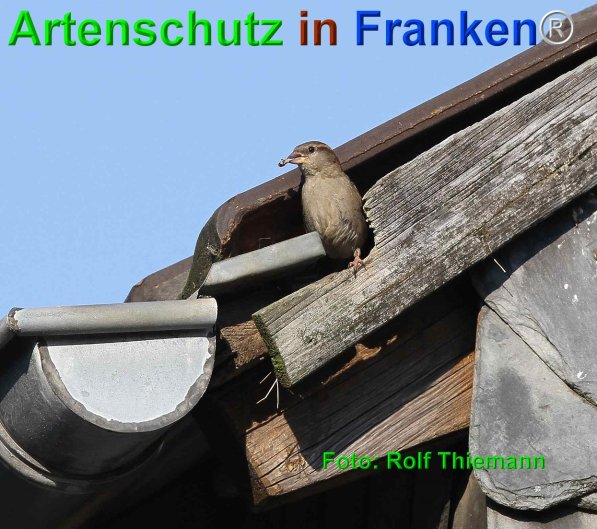 Copyright AiF Rolf Thiemann Bild zum Eintrag (75273-160)