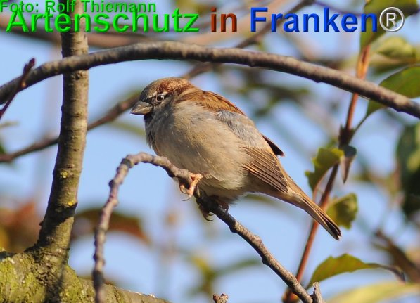 Copyright AiF Rolf Thiemann Bild zum Eintrag (75274-160)