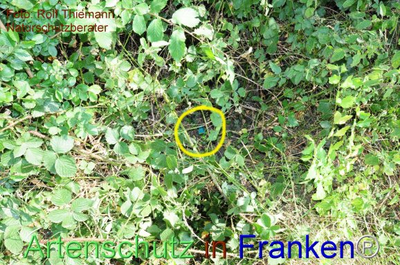 Copyright AiF Rolf Thiemann Bild zum Eintrag (76427-160)