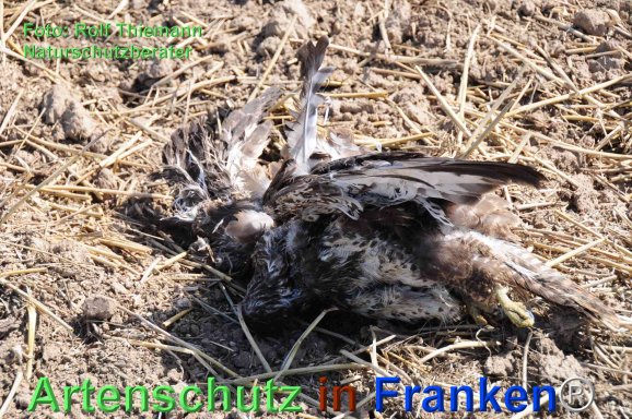 Copyright AiF Rolf Thiemann Bild zum Eintrag (77596-160)