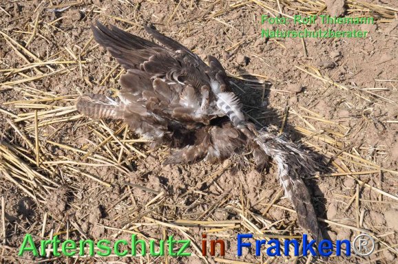 Copyright AiF Rolf Thiemann Bild zum Eintrag (77601-160)