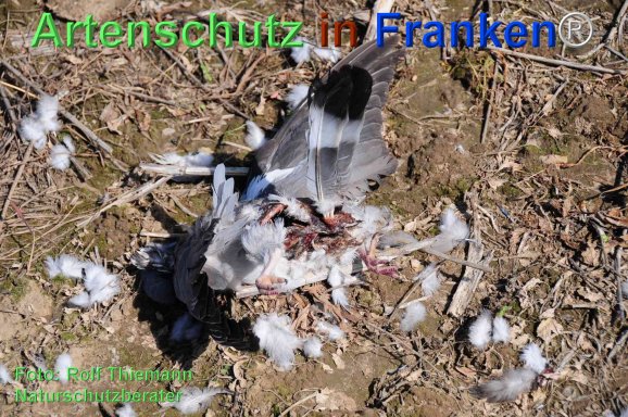 Copyright AiF Rolf Thiemann Bild zum Eintrag (77608-160)