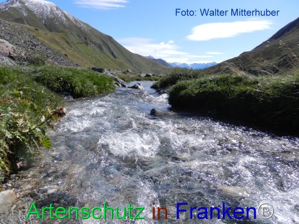 Copyright AiF Walter Mitterhuber Bild zum Eintrag (77997-160)