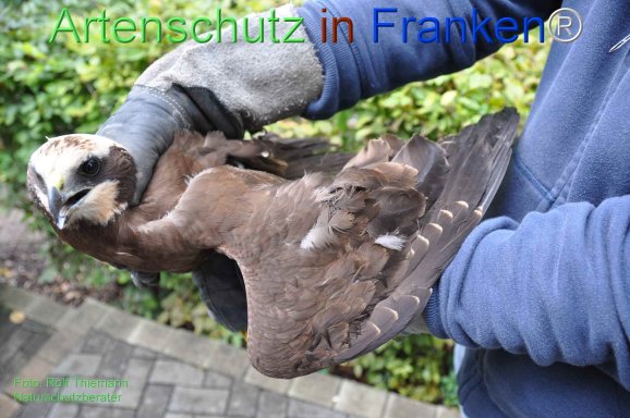 Copyright AiF Rolf Thiemann Bild zum Eintrag (78550-160)