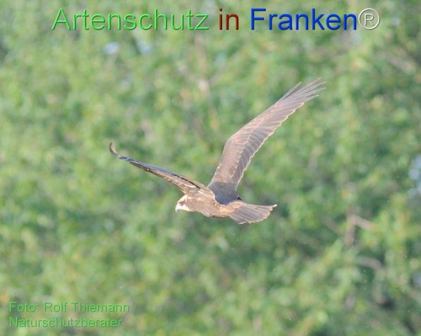Copyright AiF Rolf Thiemann Bild zum Eintrag (78552-160)