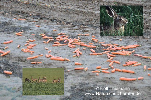 Copyright AiF Rolf Thiemann Bild zum Eintrag (78909-160)