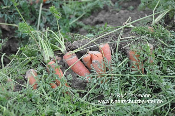 Copyright AiF Rolf Thiemann Bild zum Eintrag (78911-160)