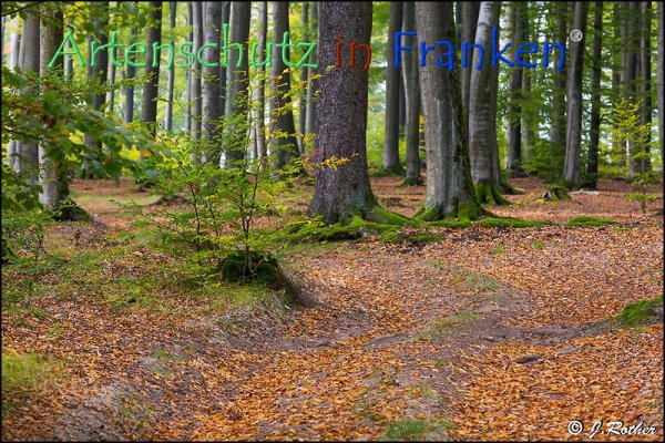 Copyright AiF Johannes Rother Bild zum Eintrag (79285-160)