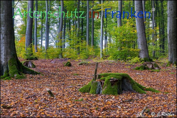 Copyright AiF Johannes Rother Bild zum Eintrag (79295-160)