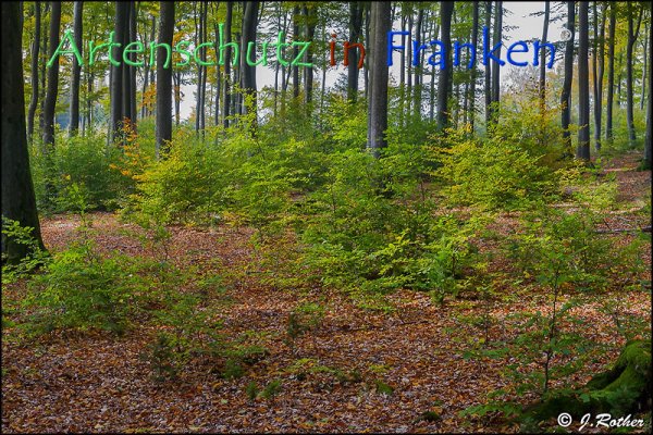 Copyright AiF Johannes Rother Bild zum Eintrag (79297-160)