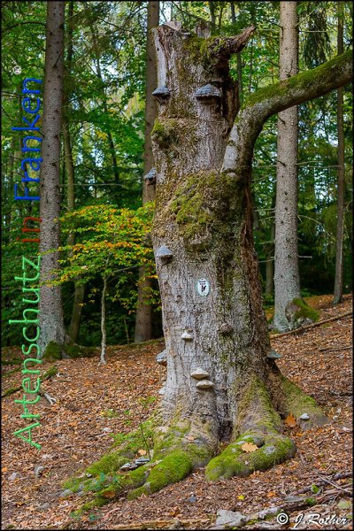 Copyright AiF Johannes Rother Bild zum Eintrag (79315-160)
