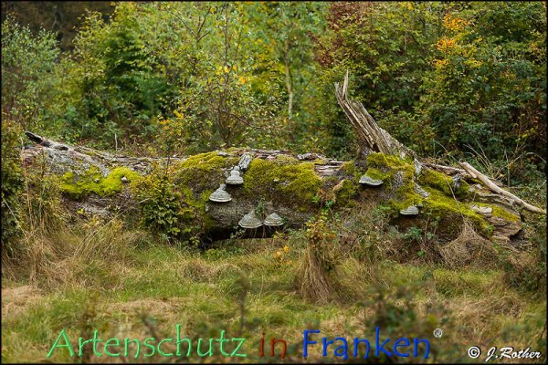 Copyright AiF Johannes Rother Bild zum Eintrag (79316-160)