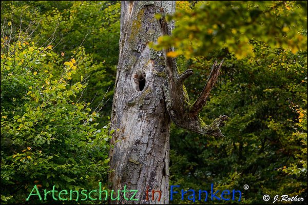 Bild zum Eintrag (79345-160)