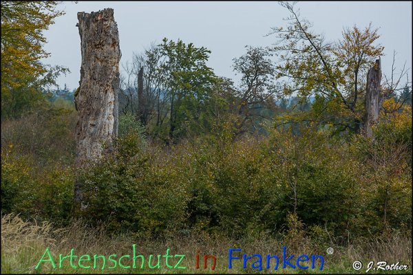 Bild zum Eintrag (79350-160)