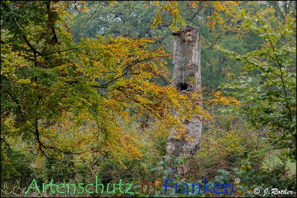 Bild zum Eintrag (79351-160)