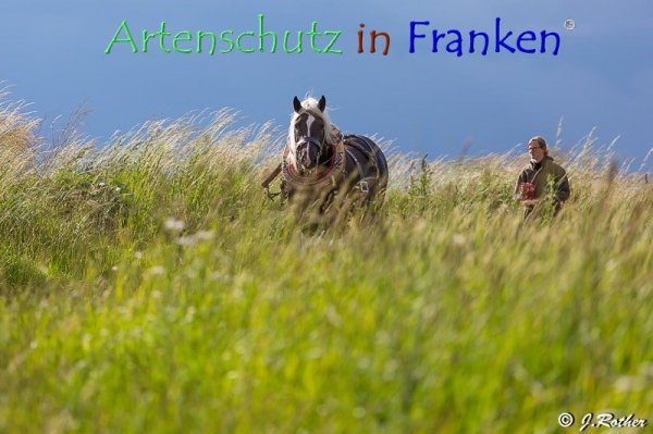 Bild zum Eintrag (79386-160)