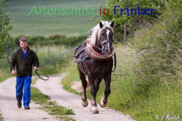 Bild zum Eintrag (79414-160)