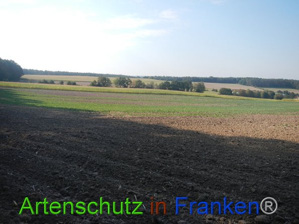 Bild zum Eintrag (86733-160)