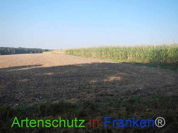 Bild zum Eintrag (86734-160)