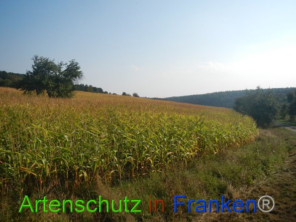 Bild zum Eintrag (86737-160)