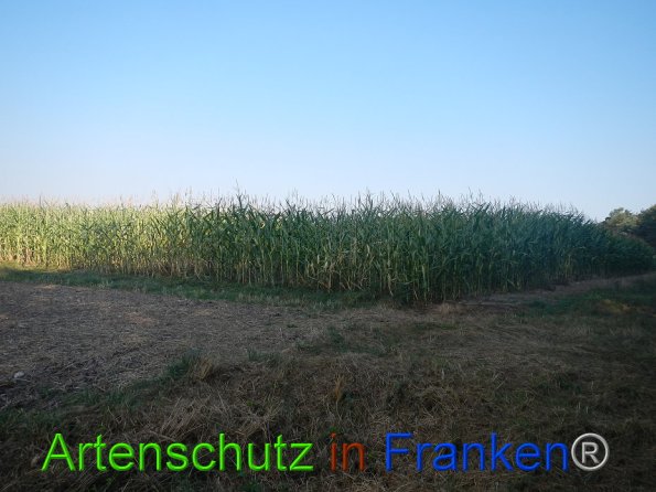 Bild zum Eintrag (86742-160)