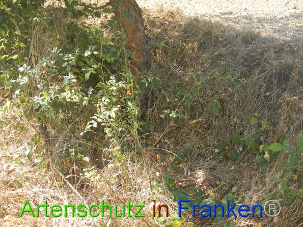 Bild zum Eintrag (86755-160)