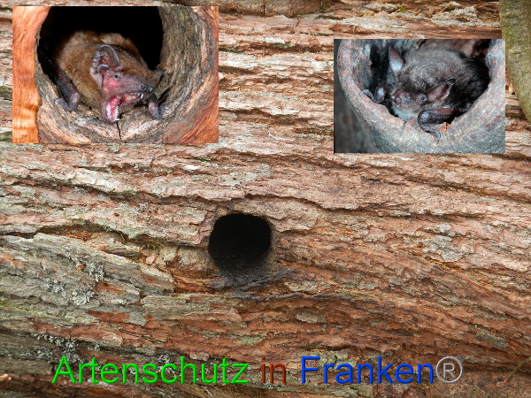 © Artenschutz in Franken® Bild zum Eintrag (90846-160)