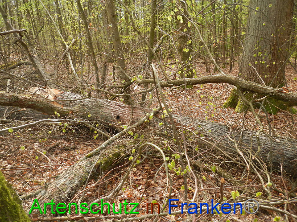 Bild zum Eintrag (90850-160)
