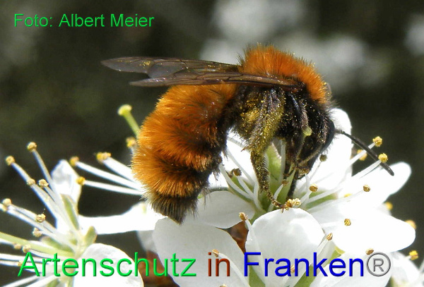 Copyright AiF - Albert Meier Bild zum Eintrag (92122-160)