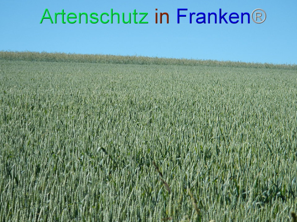 Bild zum Eintrag (92261-160)