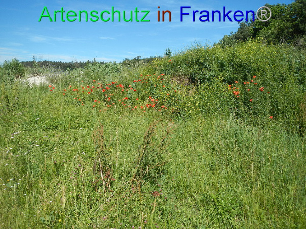 Bild zum Eintrag (92273-160)