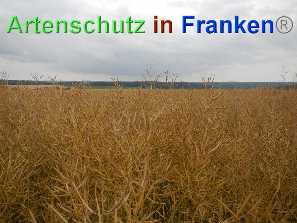 Bild zum Eintrag (93756-160)