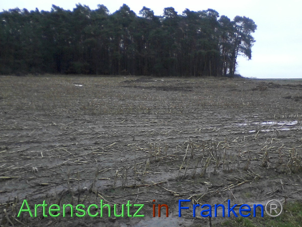 Bild zum Eintrag (97912-160)