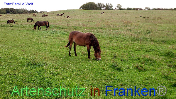 Copyright AiF / Familie Wolf Bild zum Eintrag (98001-160)