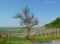 Bild zum Eintrag (1133434-177)