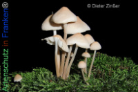 Bild zum Eintrag (1134261-177)