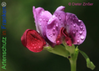 Bild zum Eintrag (1134636-177)