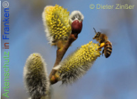 Bild zum Eintrag (1136878-177)