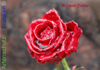 Bild zum Eintrag (1138731-177)