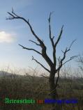 Bild zum Eintrag (24176-177)