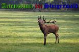 Bild zum Eintrag (26738-177)