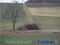 Bild zum Eintrag (1003501-177)