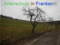 Bild zum Eintrag (1003521-177)