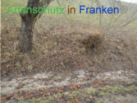 Bild zum Eintrag (1003524-177)