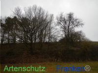 Bild zum Eintrag (1003531-177)