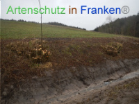 Bild zum Eintrag (1003538-177)