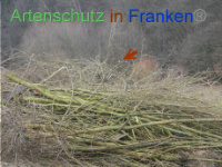 Bild zum Eintrag (1003553-177)