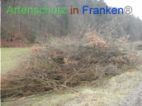 Bild zum Eintrag (1003555-177)