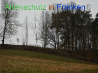 Bild zum Eintrag (1003559-177)